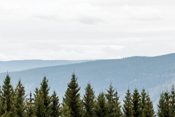 Line of trees with mountains in the background