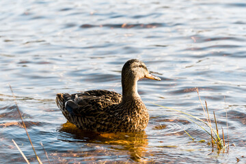 Mallard swimming in a lake