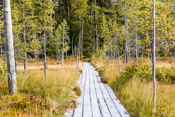 Walk path in the forest