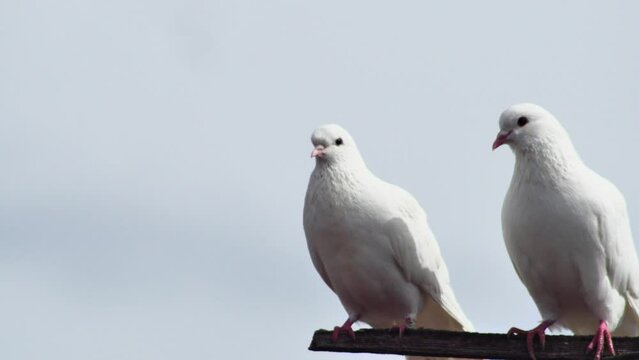  a pair of white beautiful doves cooing on a wooden crossbar against a blue sky