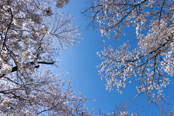 満開の桜