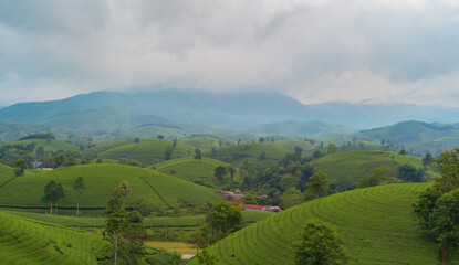 Obraz premium Green fresh tea or strawberry farm, agricultural plant fields with mountain hills in Asia. Rural area. Farm pattern texture. Nature landscape background, Long Coc, Vietnam.