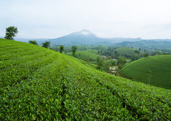 Fototapeta na wymiar Green fresh tea or strawberry farm, agricultural plant fields with mountain hills in Asia. Rural area. Farm pattern texture. Nature landscape background, Long Coc, Vietnam.