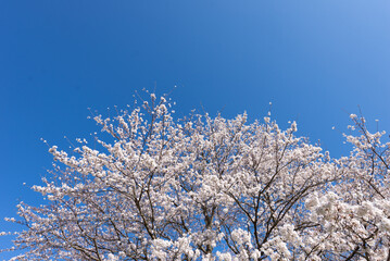 満開の桜