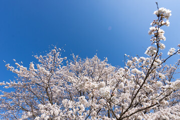 満開の桜