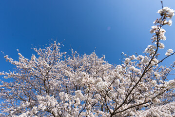 満開の桜
