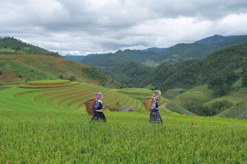 Fototapeta na wymiar Group of local farmer with fresh paddy rice, green agricultural fields in countryside or rural area of Mu Cang Chai, mountain hills valley in Asia, Vietnam. Nature landscape. People lifestyle.