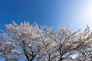 満開の桜