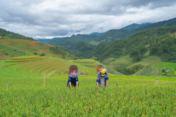 Obraz premium Group of local farmer with fresh paddy rice, green agricultural fields in countryside or rural area of Mu Cang Chai, mountain hills valley in Asia, Vietnam. Nature landscape. People lifestyle.