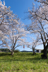 Fototapeta premium 満開の桜