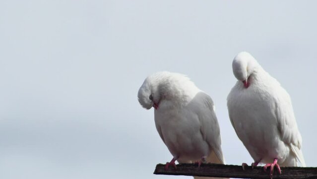 a pair of white funny pigeons cooing on a wooden crossbar against a blue sky