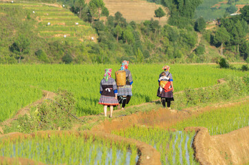 Obraz premium A farmer with fresh paddy rice, green agricultural fields in countryside or rural area of Mu Cang Chai, mountain hills valley in Asia, Vietnam. Nature landscape. People lifestyle.