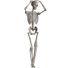 skeleton posing 3d render illustration