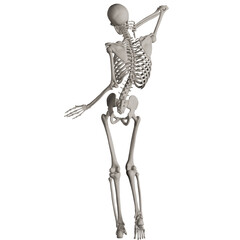 skeleton posing 3d render illustration