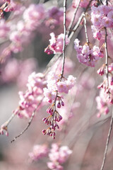 満開の桜