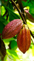 Trinitario raw on the tree, a type of cacao or Theobroma cacao. The shape is oval with a sharp tip, the skin is yellowish red with a shiny and wrinkled surface