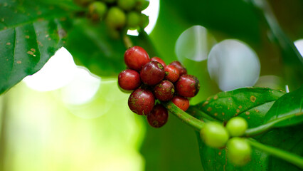 Raw robusta coffee beans or Coffea robusta is on the tree. The shape is round, the fruit bunches are tight, the skin is red with a slightly rough surface. 