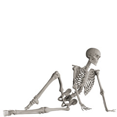 skeleton posing 3d render illustration