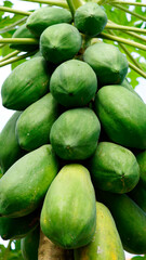 green papaya fruit, commonly known as Carica papaya