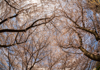 View into the sky above walking and cycling trail in Morgantown West Virginia with cherry blossoms