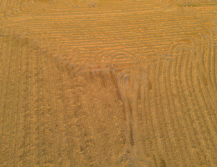 Naklejka premium Aerial top view of dry paddy rice terraces, green agricultural fields in countryside, mountain hills valley in Asia, Thailand. Nature landscape. Crops harvest. drought