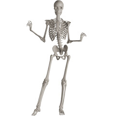 skeleton posing 3d render illustration
