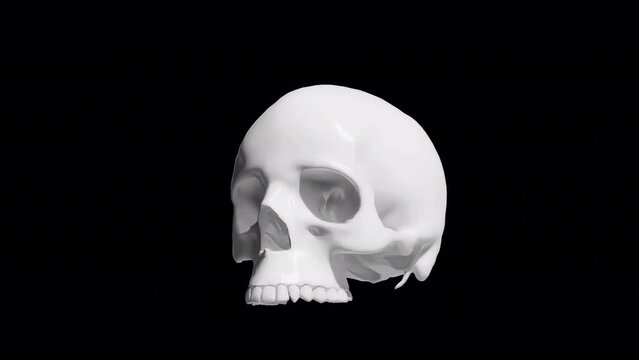 head human and teeth skull animation skull head rotation , human skull rotate loop with alpha 4k 