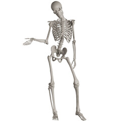 skeleton posing 3d render illustration