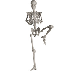 skeleton posing 3d render illustration