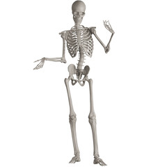 skeleton posing 3d render illustration