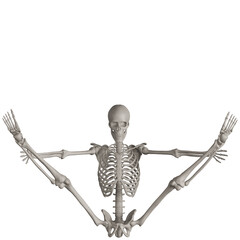 skeleton posing 3d render illustration
