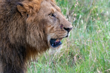 Naklejka premium Lion stands and looks at side in the grassy area of the Masai Mara in Kenya Africa
