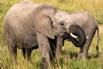 Naklejka na ściany i meble Elephants drink out of a watering hole in the Masai Mara Reserve in Kenya Africa