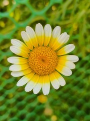 Fototapeta premium yellow daisy flower