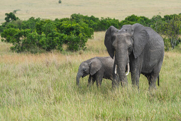 Elephant mother and baby grazing in the Masai Mara reserve in Kenya, Africa - obrazy, fototapety, plakaty