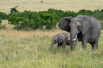 Elephant mother and baby grazing in the Masai Mara reserve in Kenya, Africa
