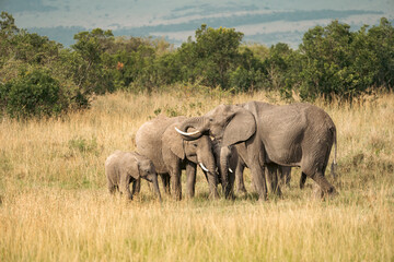 Obraz premium Family herd of elephants takes a drink from a watering hole in the Masai Mara in Kenya Africa