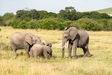 Fototapeta premium Elephant family gathers around a watering hole in the Masai Mara Reserve in Kenya Africa