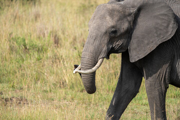 Fototapeta na wymiar Large elephant walks across grassland savannah in the Masai Mara National Reserve in Kenya Africa