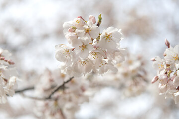 blooming sakura flowers close-up. Blurred background, selective focus.