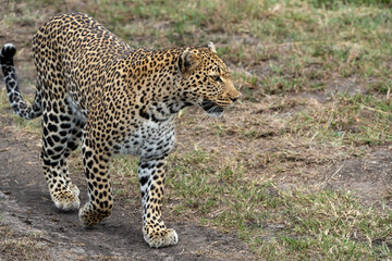 Fototapeta na wymiar Leopard walks and strolls in the Masai Mara Reserve in Kenya, Africa. This wild cat is part of the Big Five safari animals