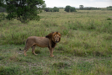 Lion stands and looks at camera in the grassy area of the Masai Mara in Kenya Africa