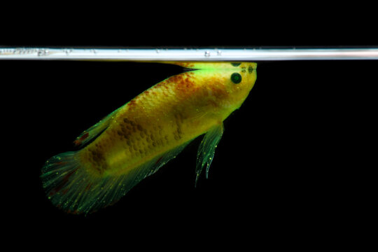 betta fish who are sick with whitespots. siamese fighting fish, betta splendens isolated on black background