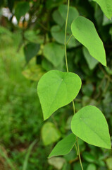 Fototapeta na wymiar Cyclea barbata has heart-shaped leaves that are green and downy on the leaf surface with a vine stem.