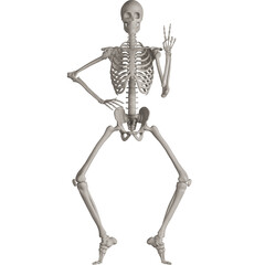 skeleton posing 3d render illustration with transparent background