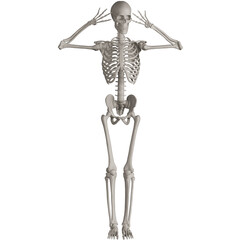 skeleton posing 3d render illustration with transparent background