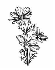 Wild flowers sketch chamomile, anemone isolated. Black Ink drawing illustration. Doodle, Vintage