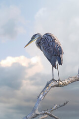 Great Blue Heron perched on branch isolated on blue cloudy sky