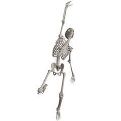 skeleton posing 3d render illustration with transparent background