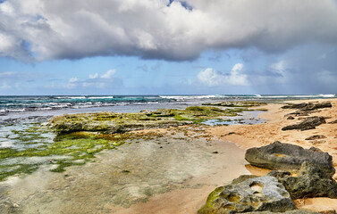 Tide Pools with Green Moss on Lava Rock
